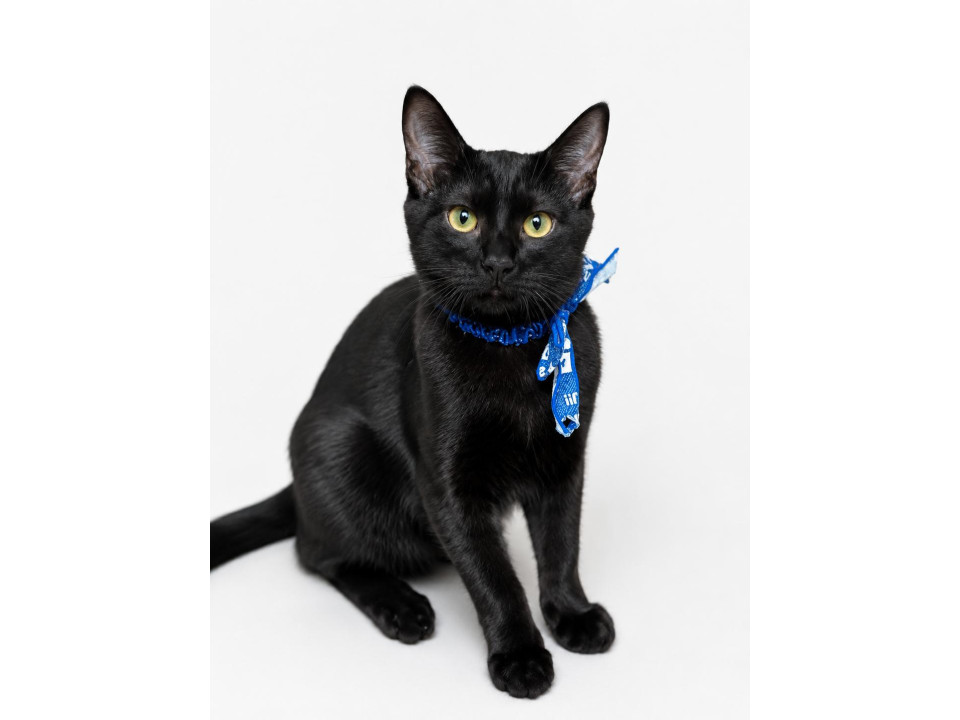 甘えん坊な黒猫デニムくん
