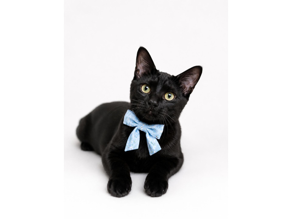 元気いっぱい黒猫ネイビーくん