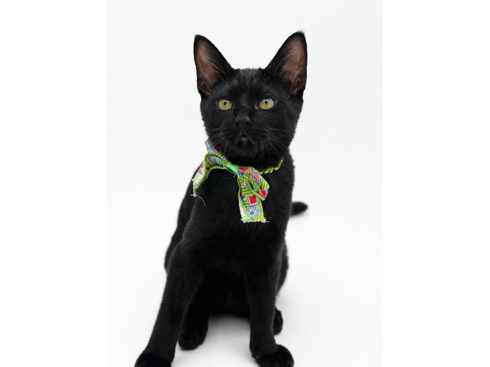 甘えん坊な黒猫ブルーイくん