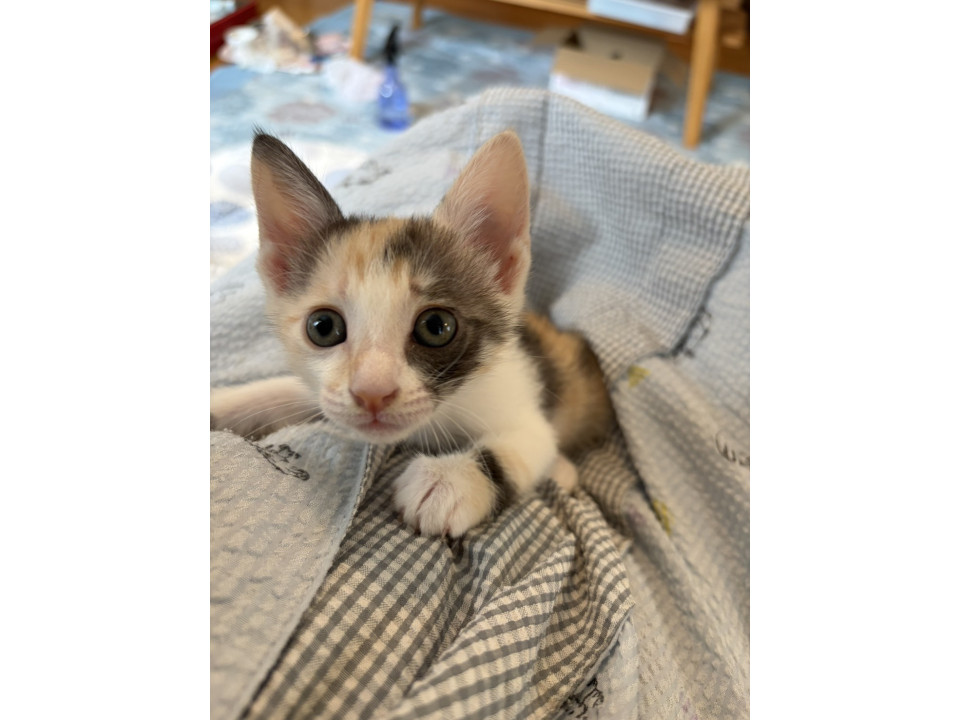 明るくて人が大好きな三毛ひまわりちゃん