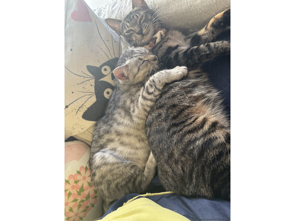 4匹のメス猫ちゃん