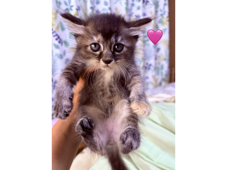 【桃】毛が長めで茶色多めのさびミケちゃん