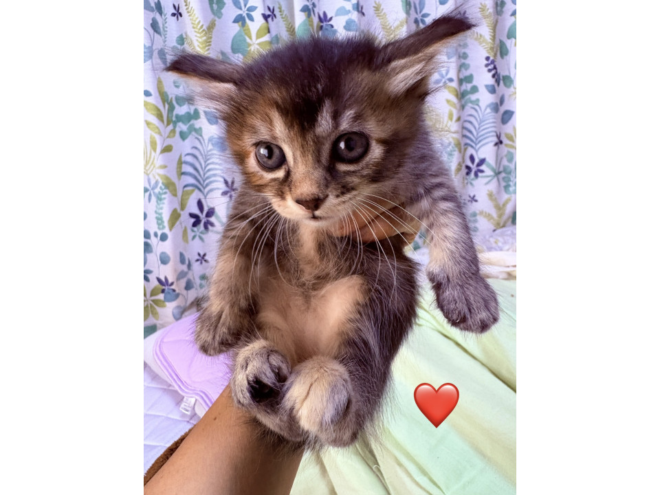 【桜】毛が長めで背中多めのさびミケちゃん