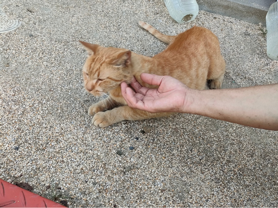 立ち退き撤去で…茶々丸オス手術済み