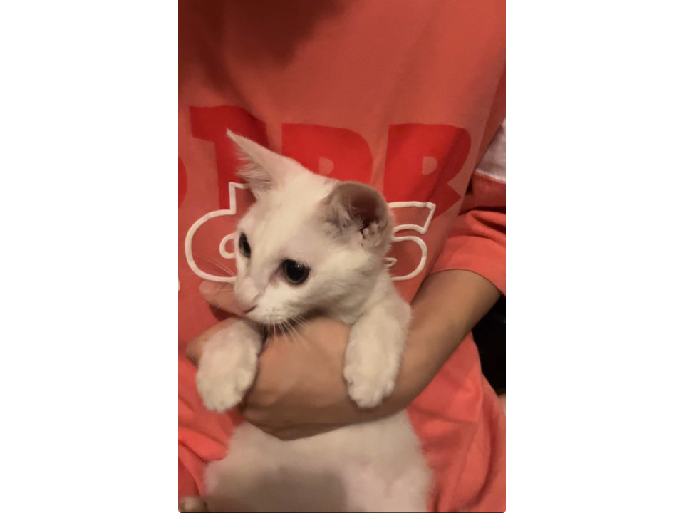 ゴロゴロスリスリねこ君❣️