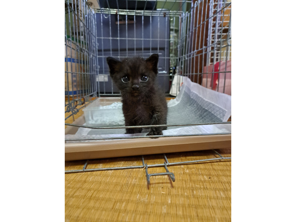 黒猫ちゃん　男の子