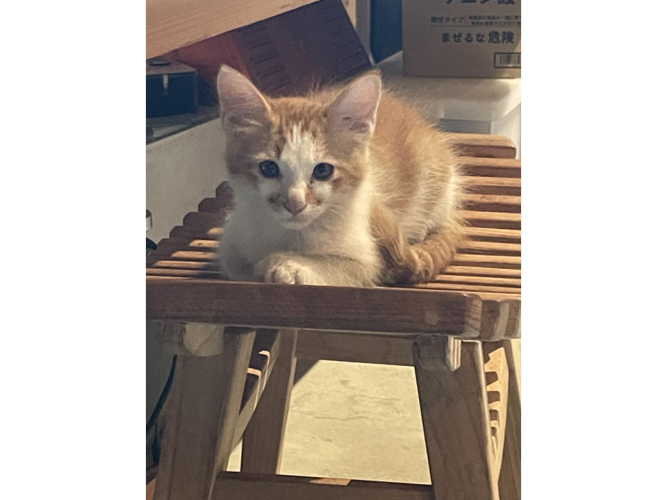 おっとり茶白ちゃん