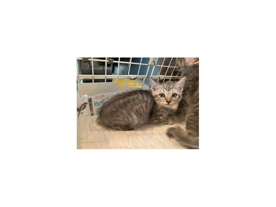 人懐こい サバとら