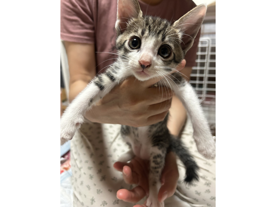 ?⋆꙳ 遊ぶの大好き！キジ白 ほたて
