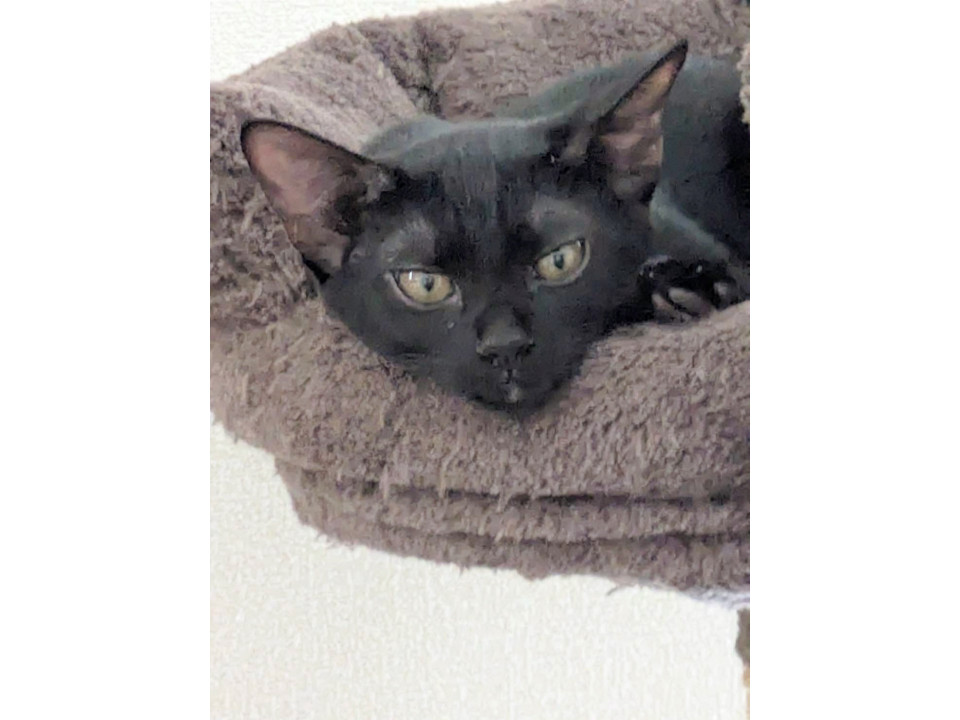 元気いっぱいツヤツヤの黒猫さん