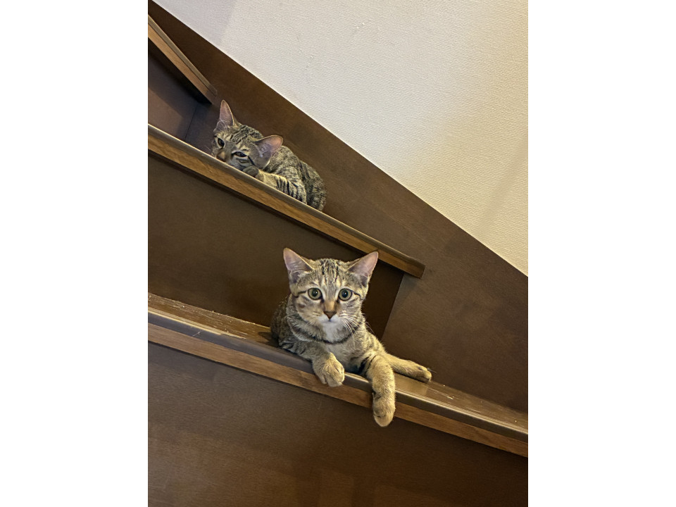 シャイだけどなでなでは好き