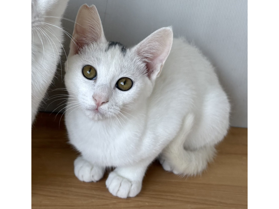 挨拶はシャーッ！です♡