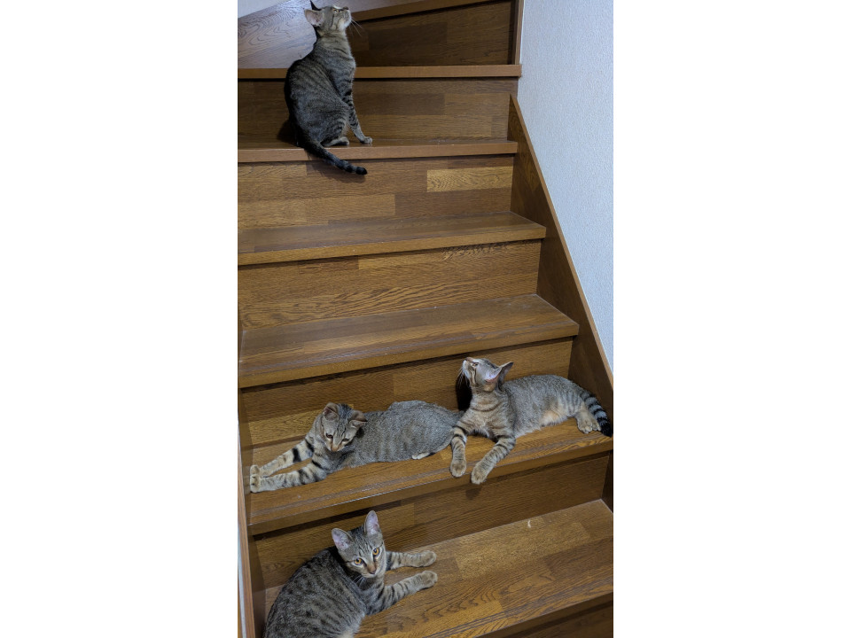 オス、メス子猫の里親募集
