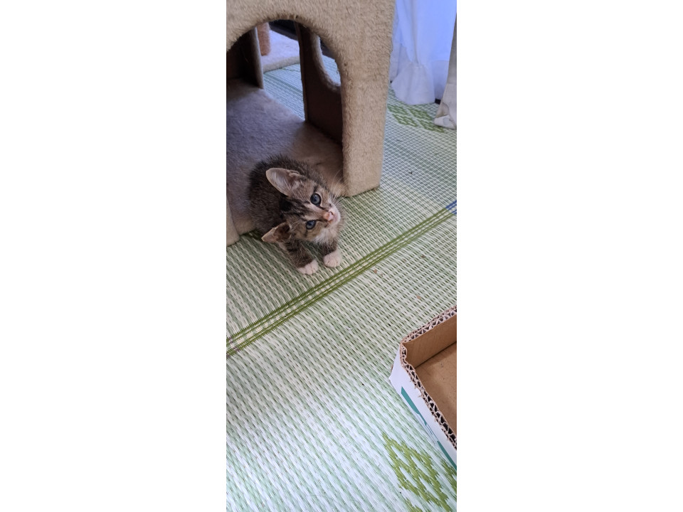 避妊、ワクチンします。