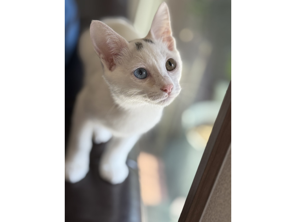 オッドアイの美猫くん