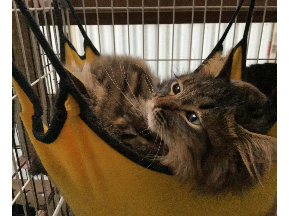 可愛い長毛猫さん。