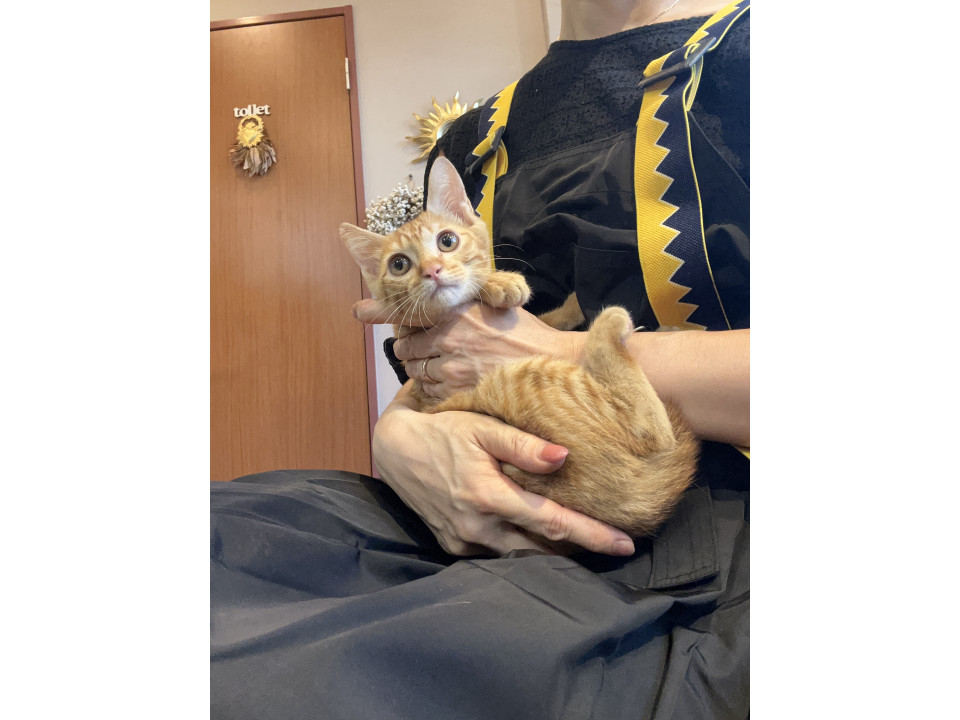 甘えん坊で人馴れ抜ちゃとら♡コロッケくん