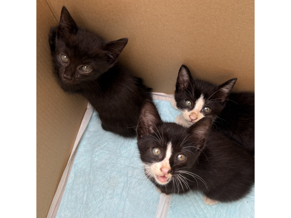 【1ヶ月】黒白ハチワレ、黒猫
