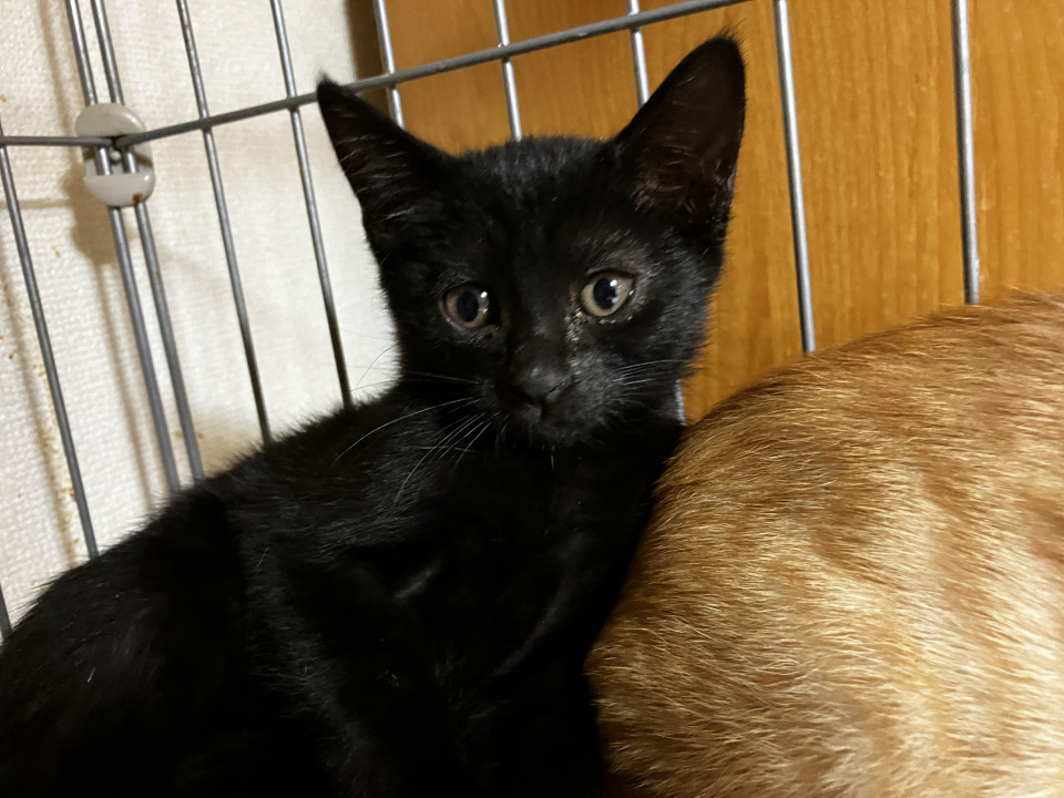 美人の黒猫ゆりちゃん生後2か月です