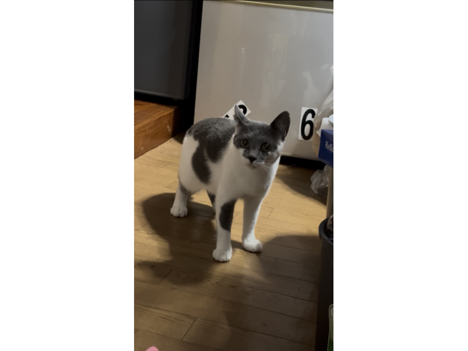 穏やかな男の子