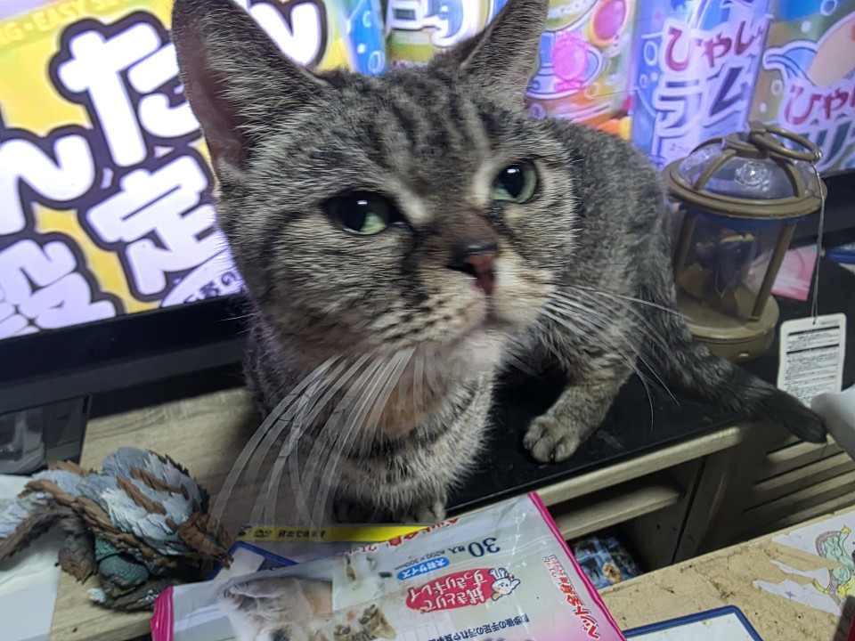 マンチカン短足 女の子
