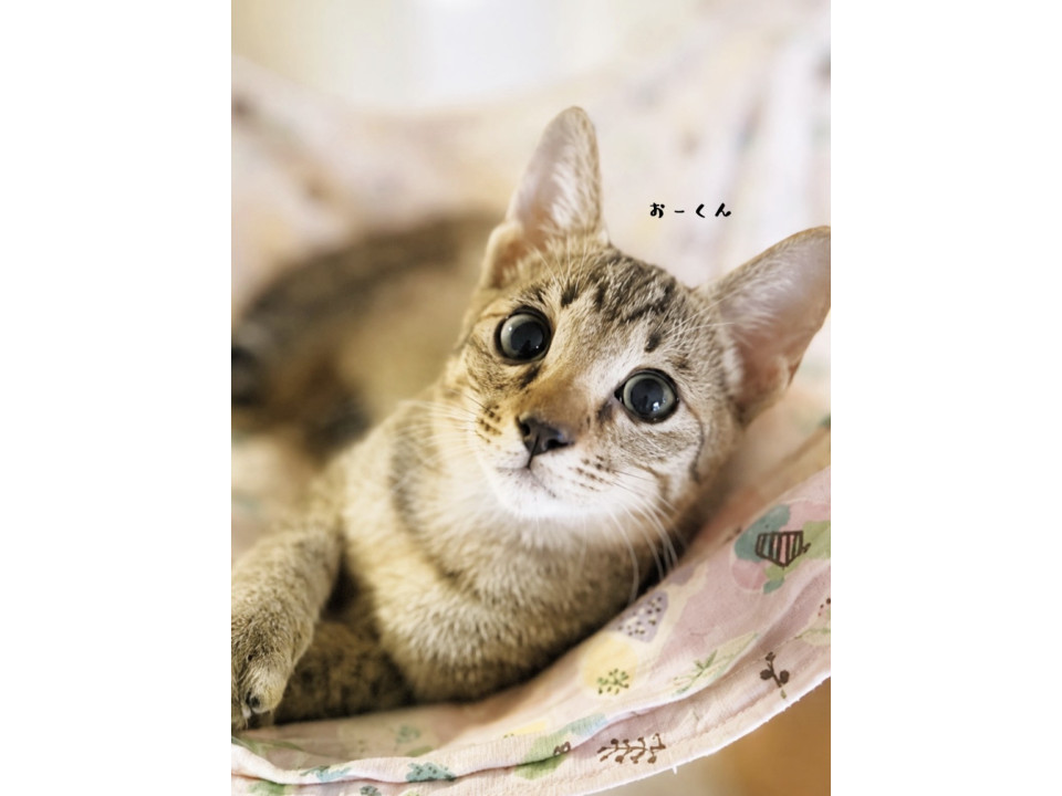 困り顔のおーくん