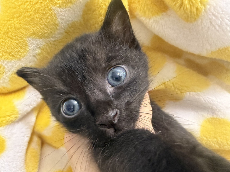 生後1か月未満の子猫2匹
