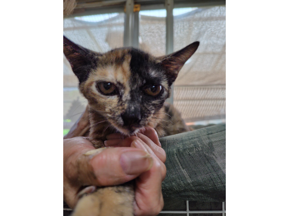顔の毛色がハーフなサビ猫ちゃん