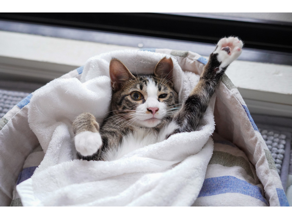 膝とダッコが大好きな猫をお探しの方に♪