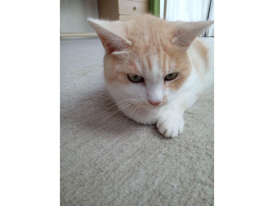 シャイで甘えん坊元保護猫の美人猫です。