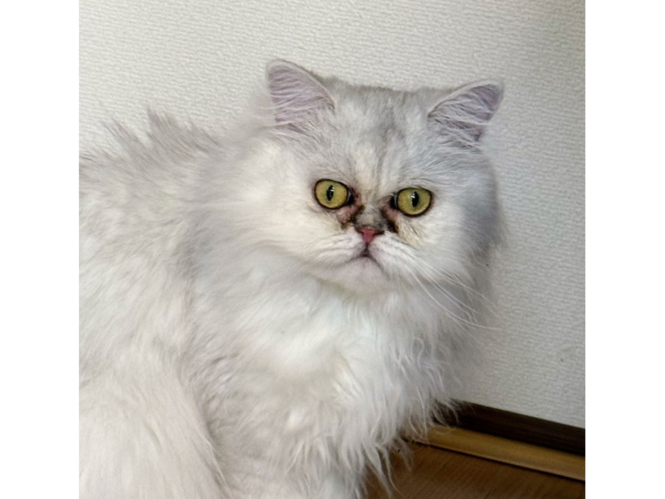 甘えん坊ペルシャ純粋種　チンチラシルバー