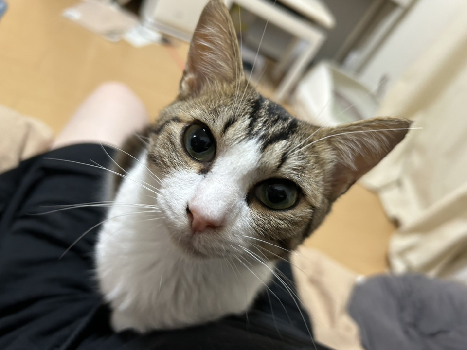 お膝も抱っこも大好き！キジ白 露彦くん