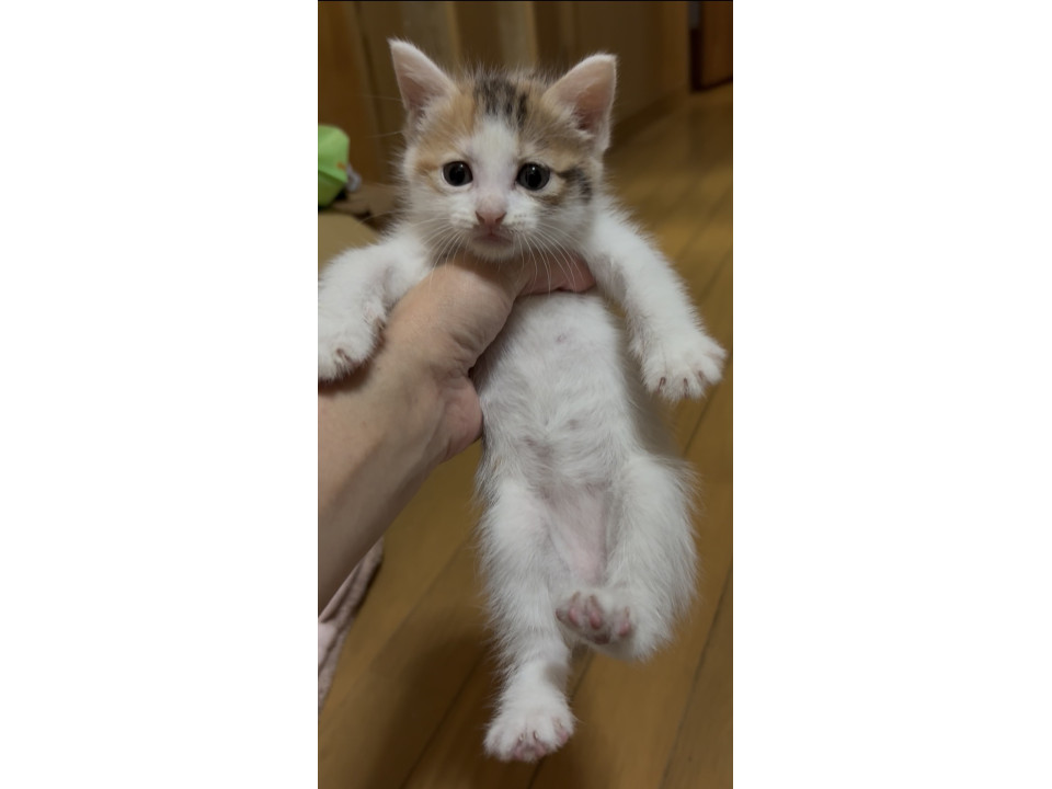 三毛猫の女の子