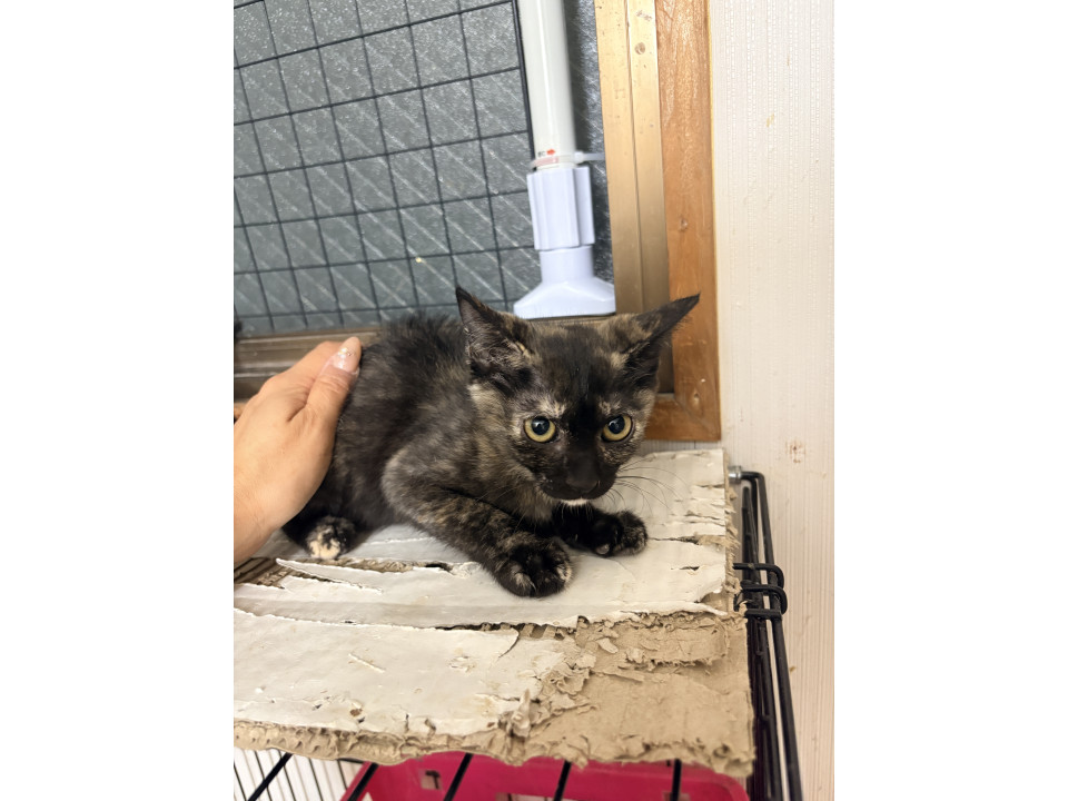 あごひげサビちゃん大人しめ