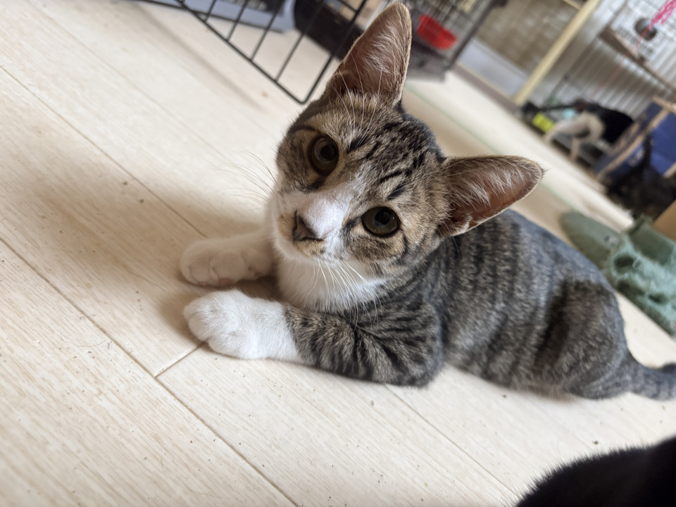 スリゴロ甘えんぼ可愛いキジ白ちゃん