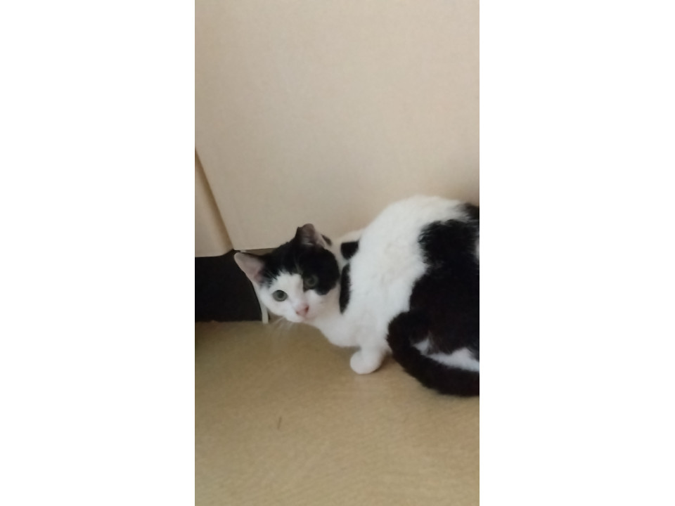 白黒のあやちゃんです