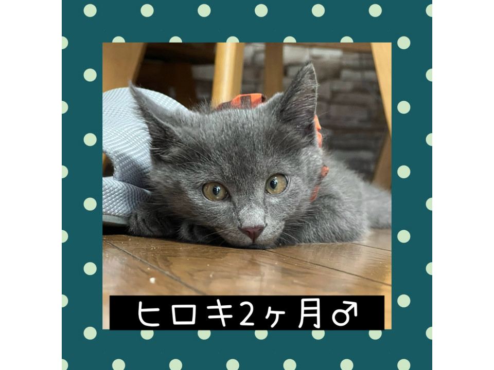 可愛すぎるグレーボーイ　ヒロキ