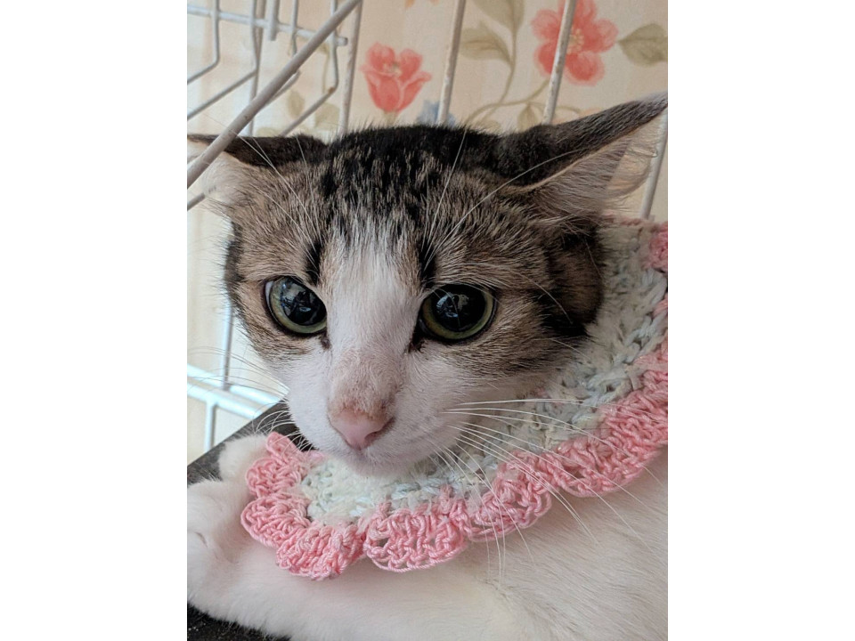 優しいお母さんのミヤちゃん
