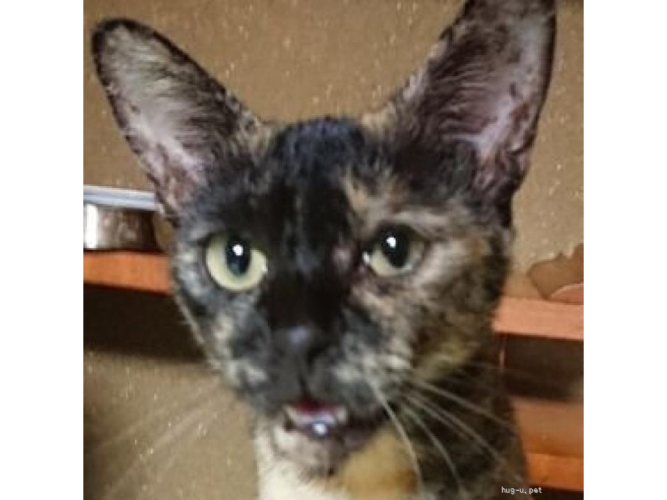 甘えん坊なサビ猫ちゃん、里親様を募ってい