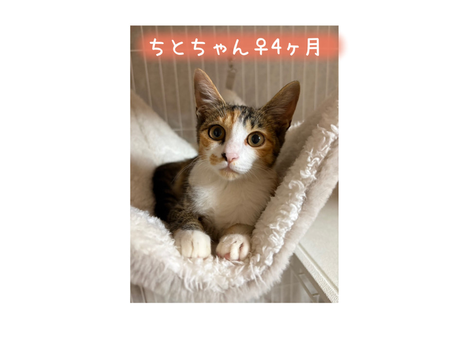 懐っこいシマミケのちとちゃん