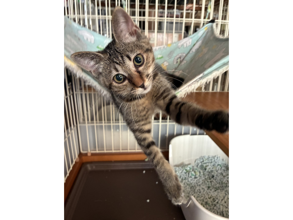 仔猫の里親さん募集?活発なキジ男子
