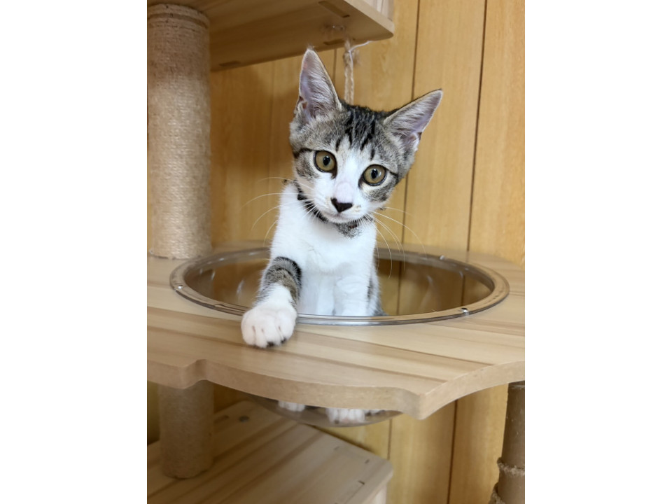 キジ白の子猫女子