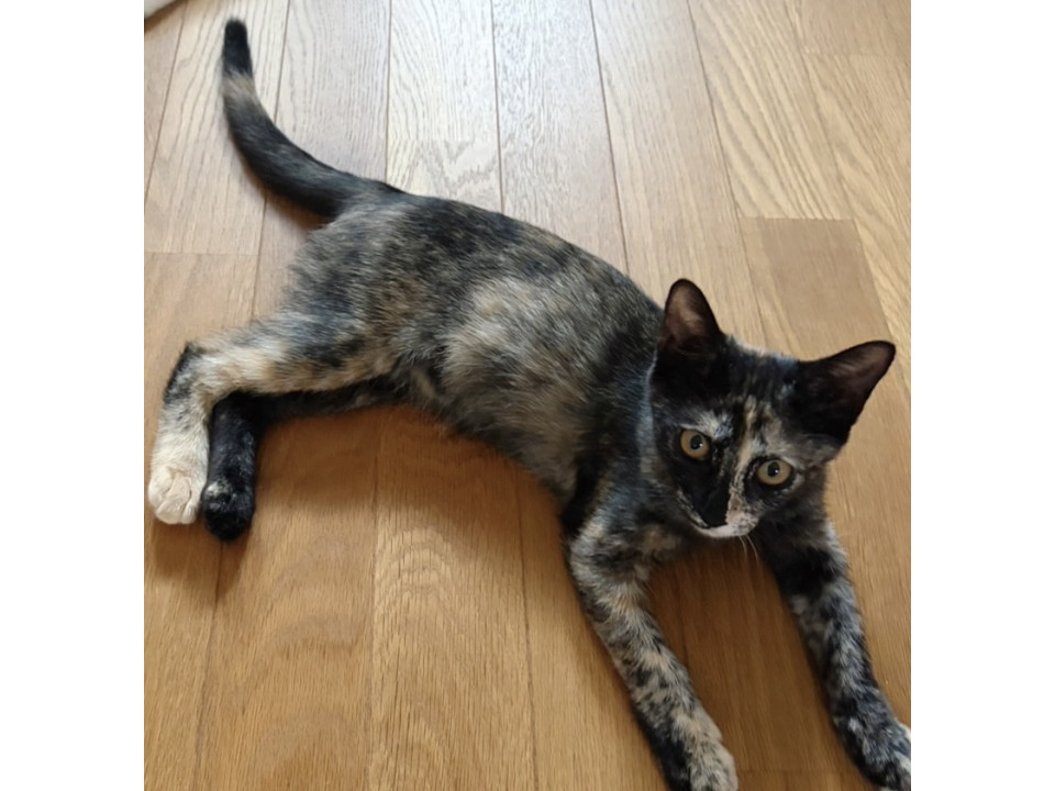 個性派サビの子猫ちゃん