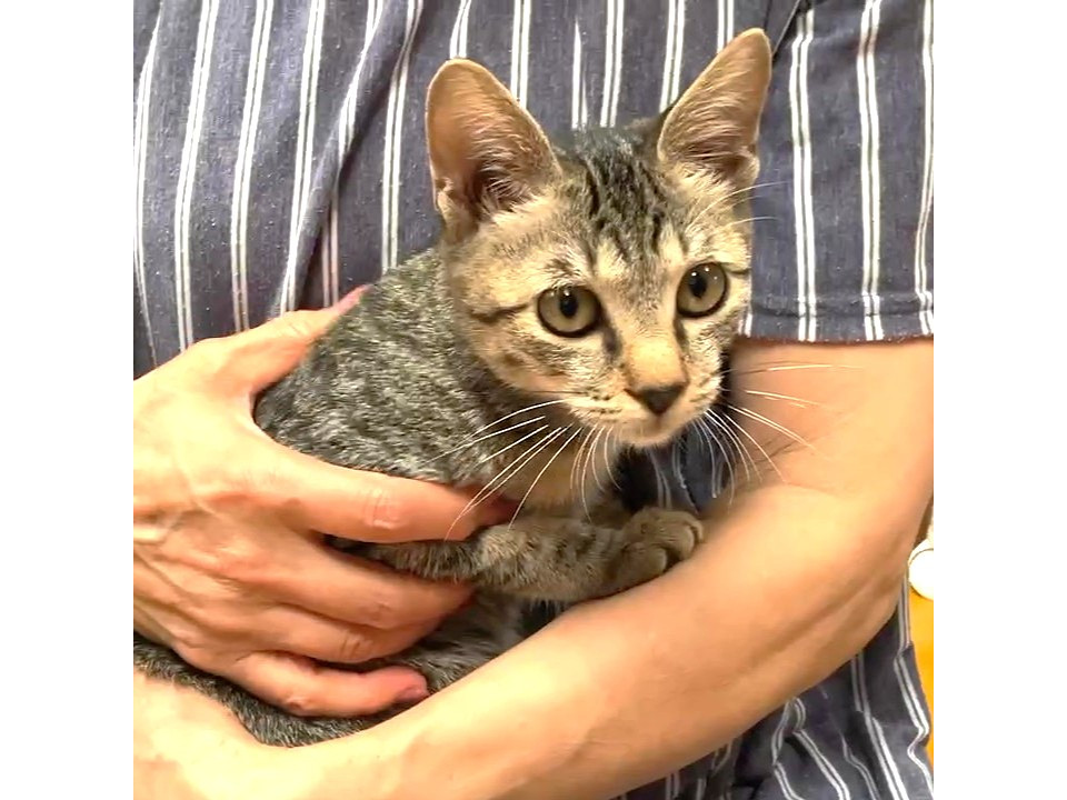 尾長で人懐っこいキジちゃん