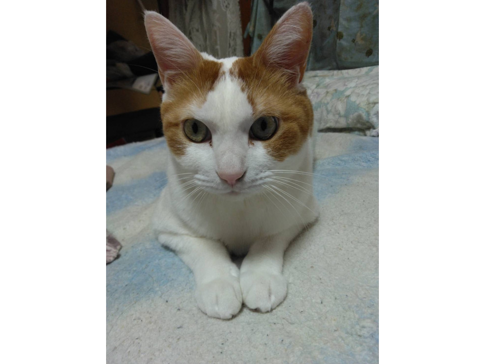 茶白ちゃんの飼い主様を募集しています