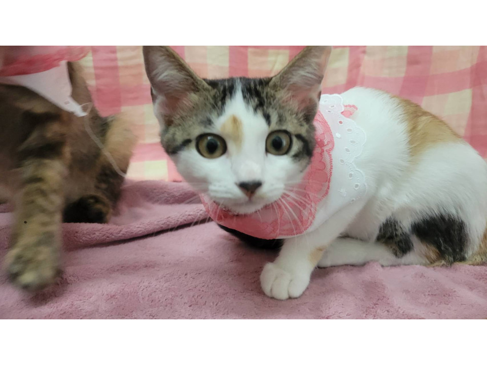 丸顔、白多めの三毛猫さん