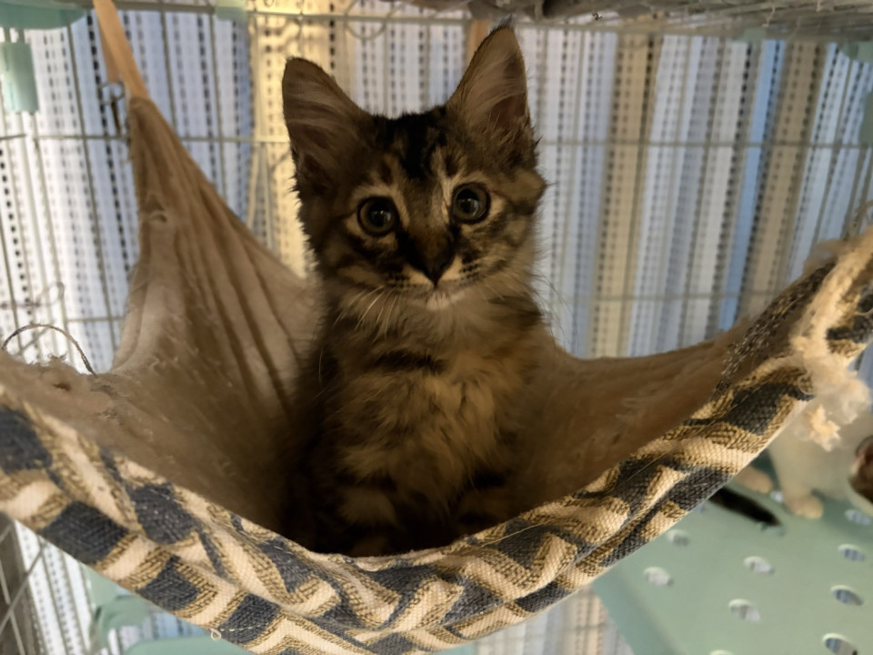 人が大好き、中長毛のサビ猫さん