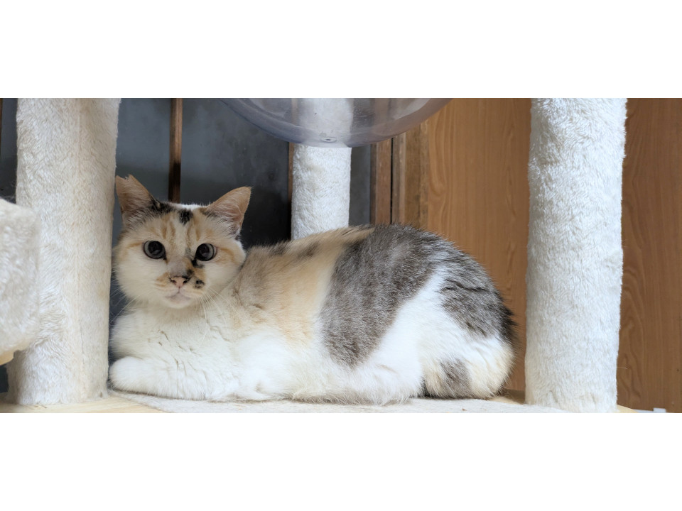 推定4歳パステル三毛ちゃん❤