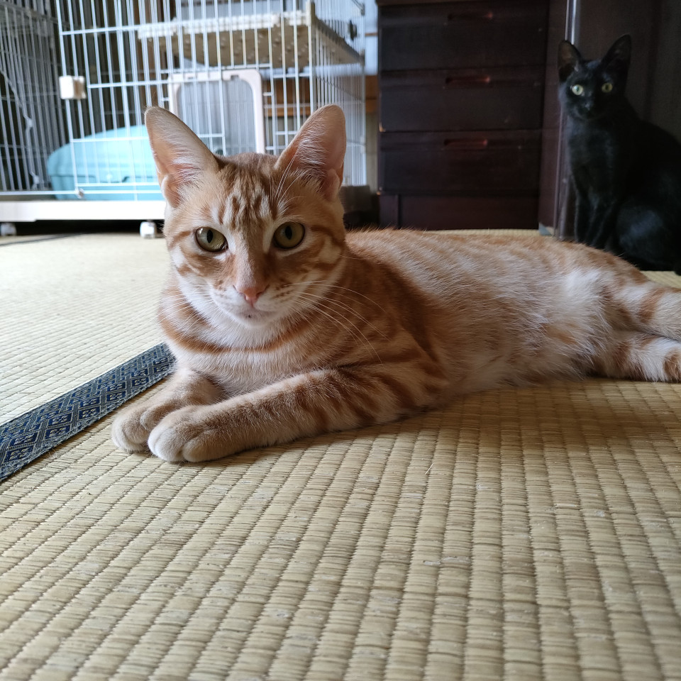 仲良しな3兄妹（多分長男）