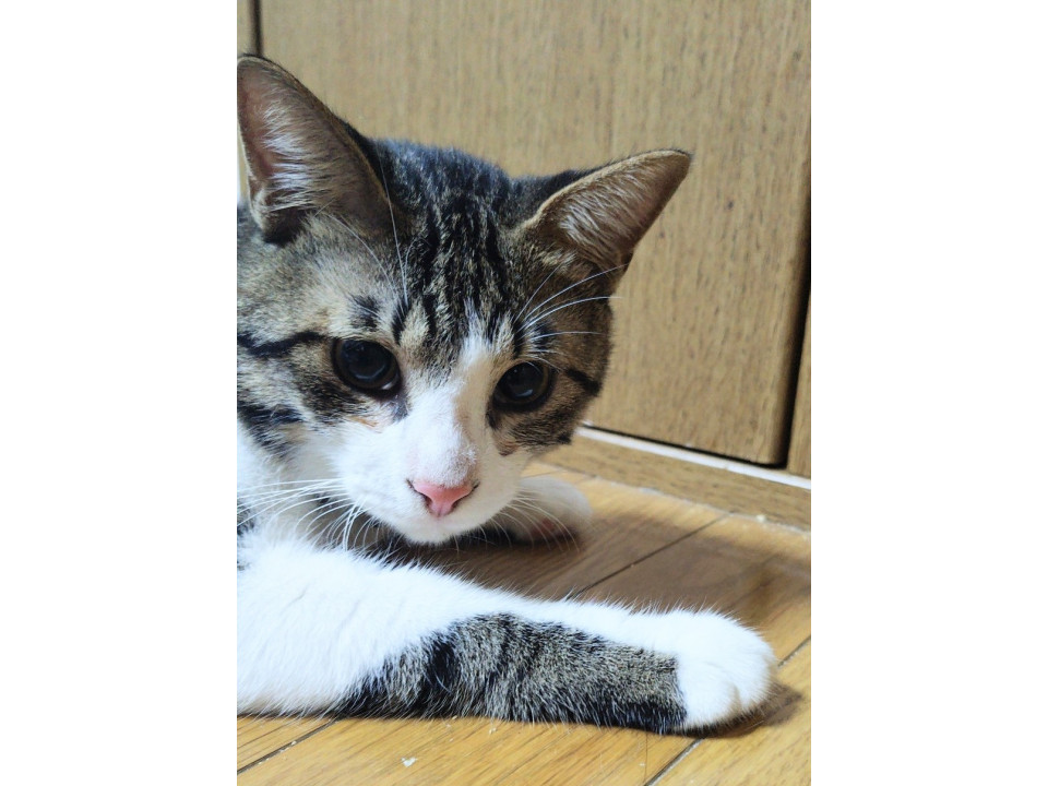 イケメンキジ白